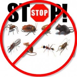 Pest Control, Pesticides, Exterminator, Bed bugs, Termites, Spiders, Ants, Cockroaches, Rodents 