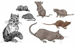 Pest Control Companies, Rat Poison, Rodent Control